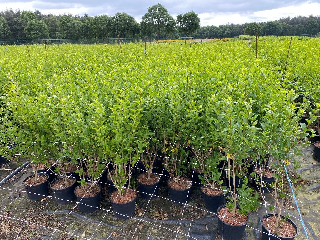 Ligustrum ovalifolium, Enlèvement, Arbuste