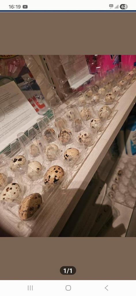 Broedeiren, Dieren en Toebehoren, Pluimvee