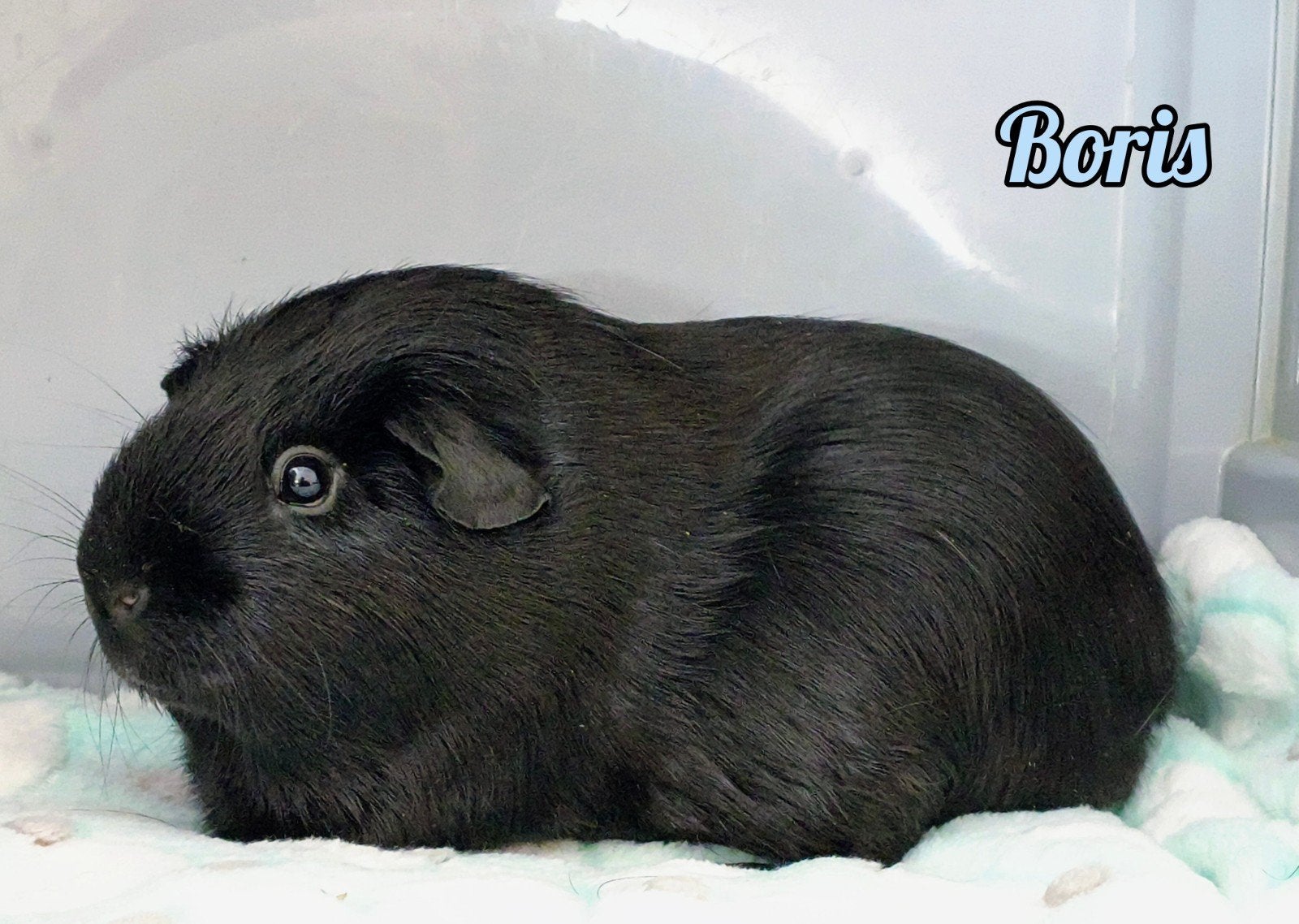 Cavia beren dalmatiner en zwart te koop, Mei, Meerdere dieren, Cavia