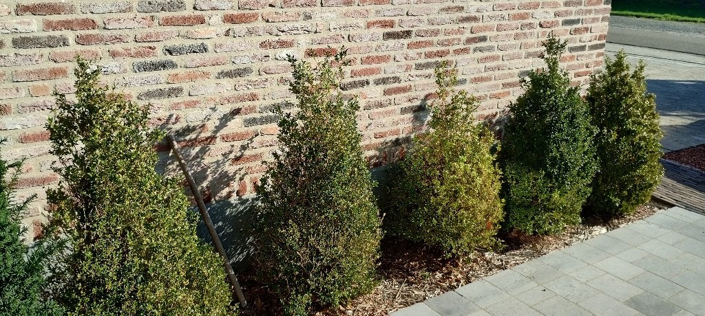 Buxus kegel 8 stuks, Jardin & Terrasse, Enlèvement, Buis