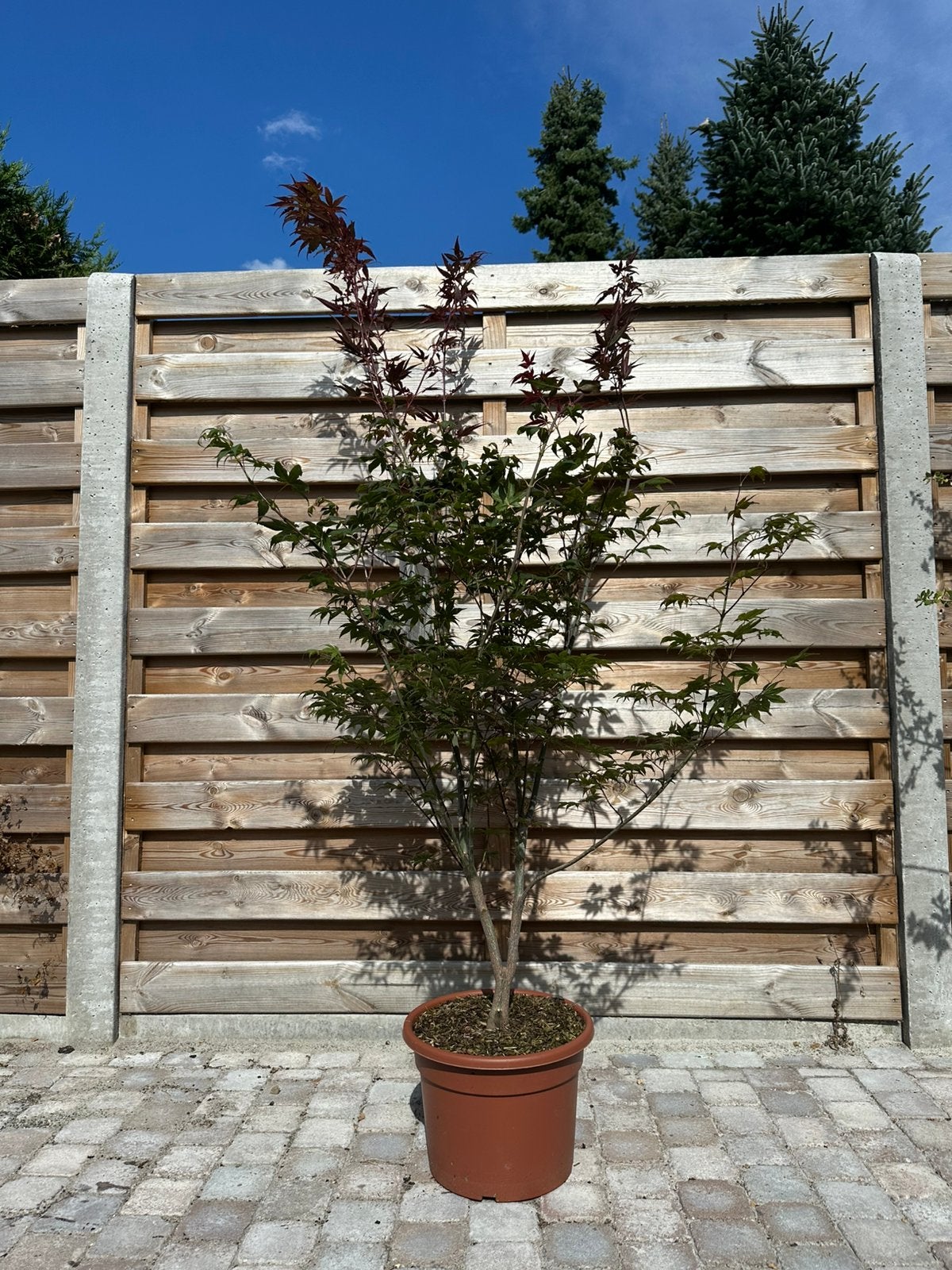 Japanse esdoorn, Tuin en Terras, Ophalen