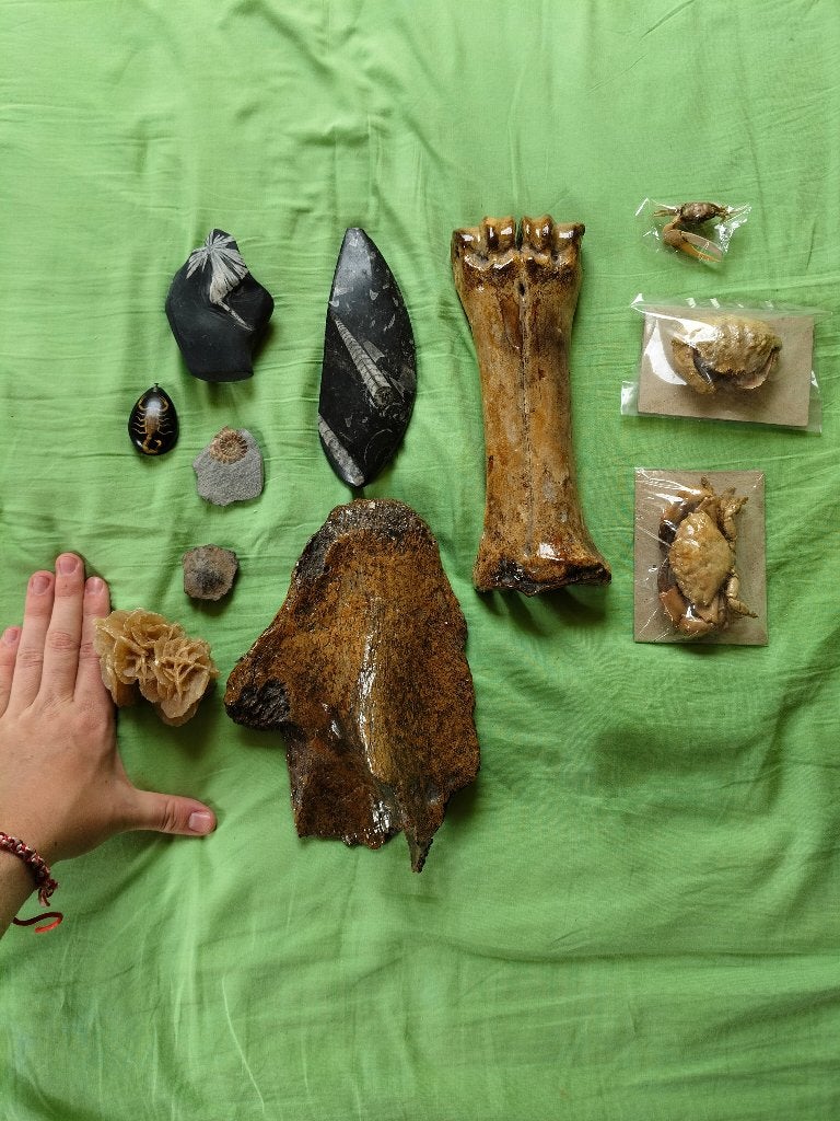 Grande collection de fossiles, Collections, Minéraux & Fossiles, Fossile, Enlèvement ou Envoi