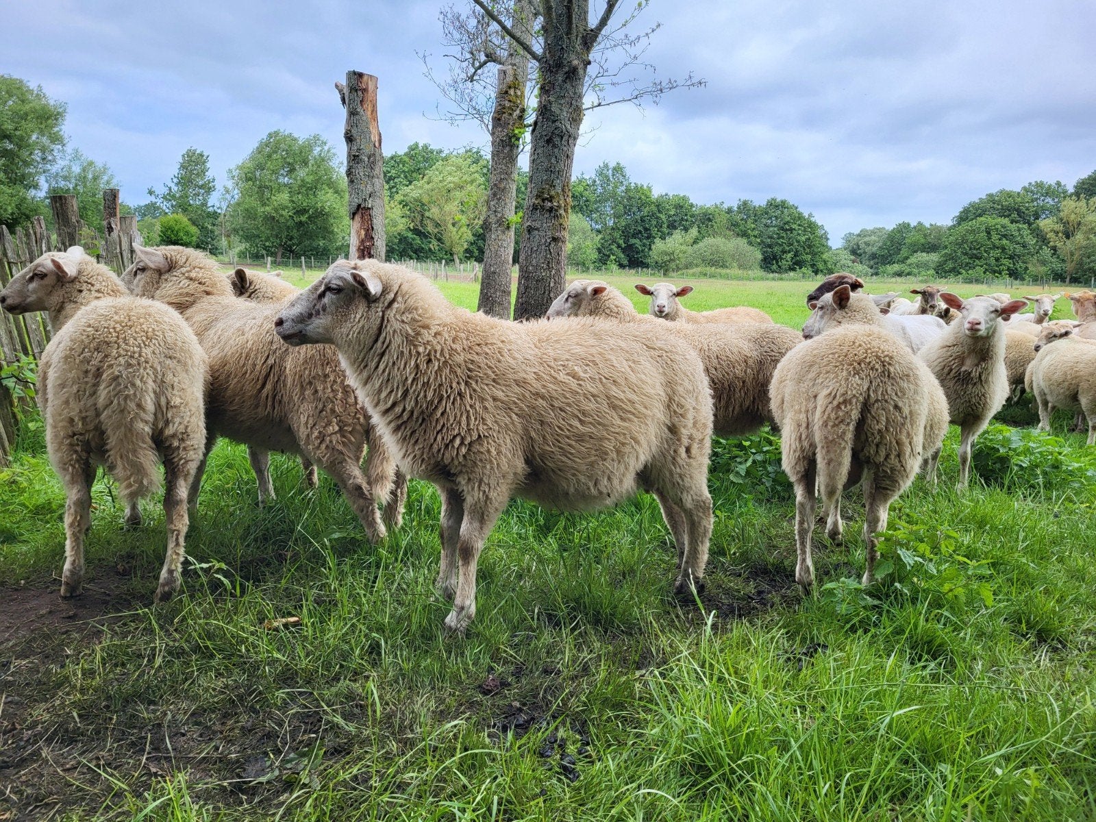 Kempische heideschapen (ecologisch beheer), Dieren en Toebehoren