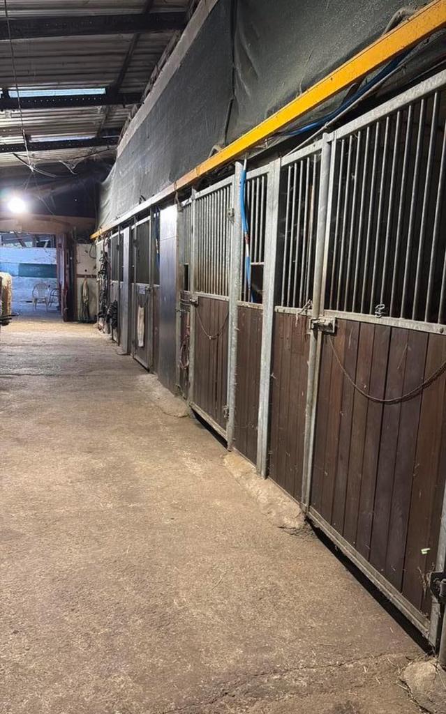 Stalling paarden te huur, Dieren en Toebehoren, Paarden
