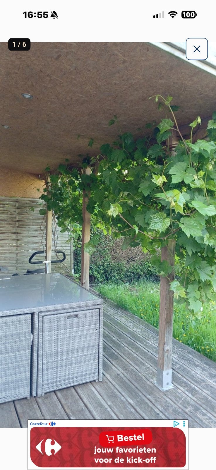Terrasse, Jardin & Terrasse, Plantes | Arbres, Enlèvement ou Envoi