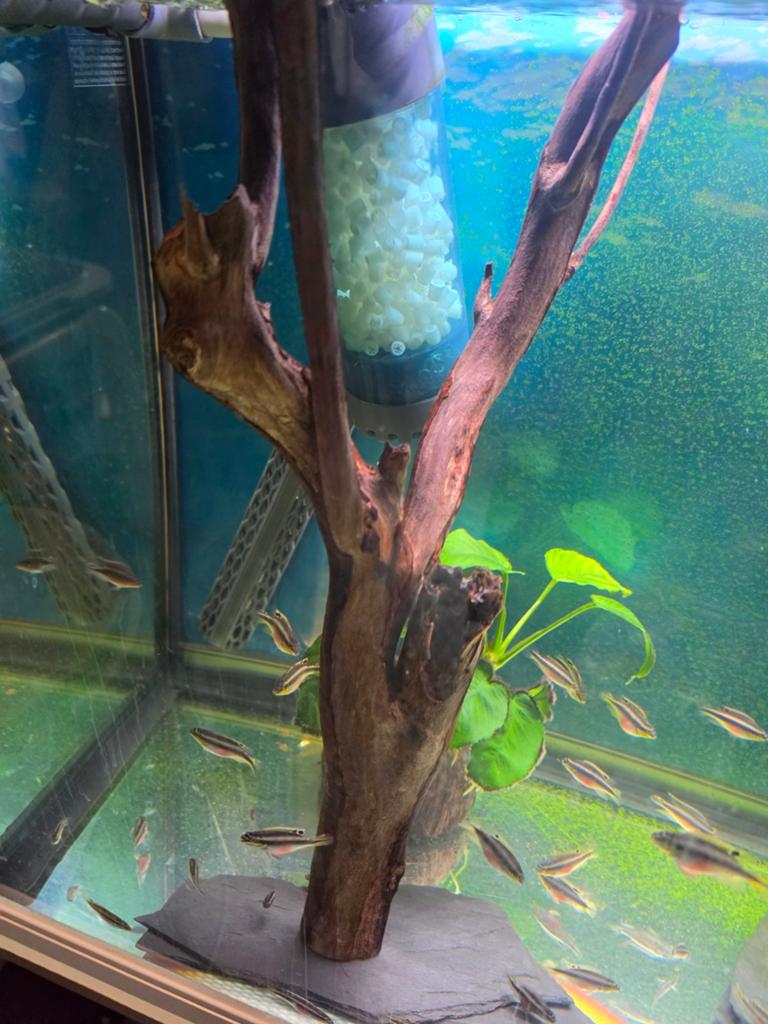 2 belles racines pour aquarium, Animaux & Accessoires