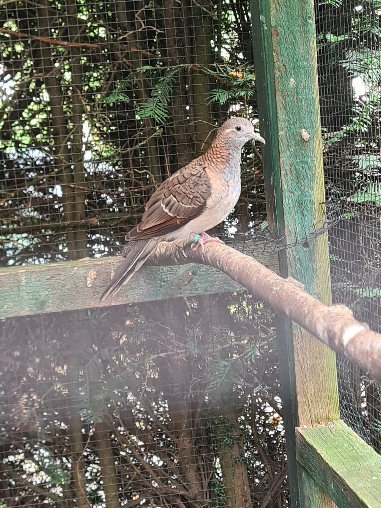 kopernekduif, Dieren en Toebehoren