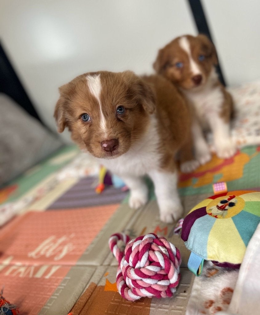 Prachtige border collie pups ( geteste ouders), Parvo, België, 8 tot 15 weken, Collie