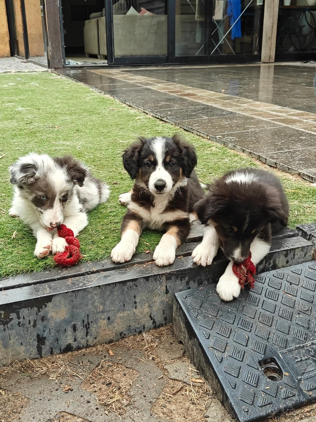 prachtige border collie pups, België, Fokker | Hobbymatig, 8 tot 15 weken, Collie