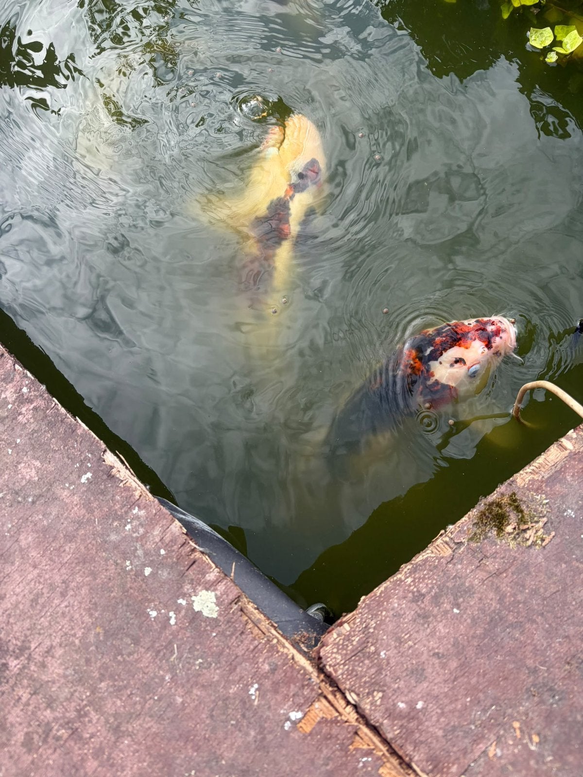 Koi vissen 2x60cm en 2x40cm, Dieren en Toebehoren, Karper of Koi