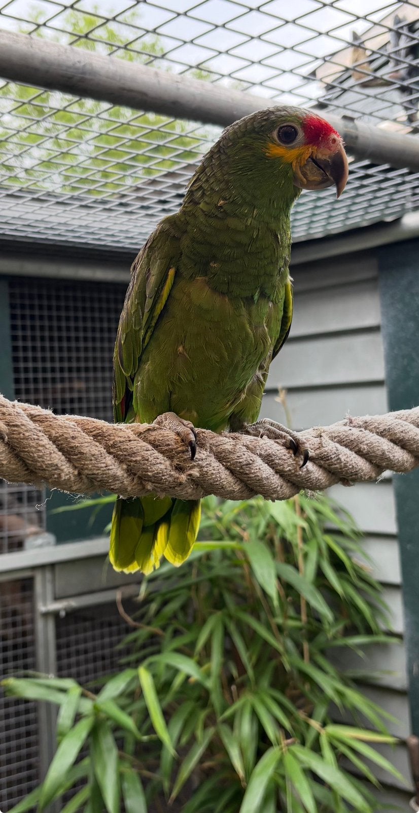 Geelwang amazone, Dieren en Toebehoren, Vogels | Parkieten en Papegaaien, Tam
