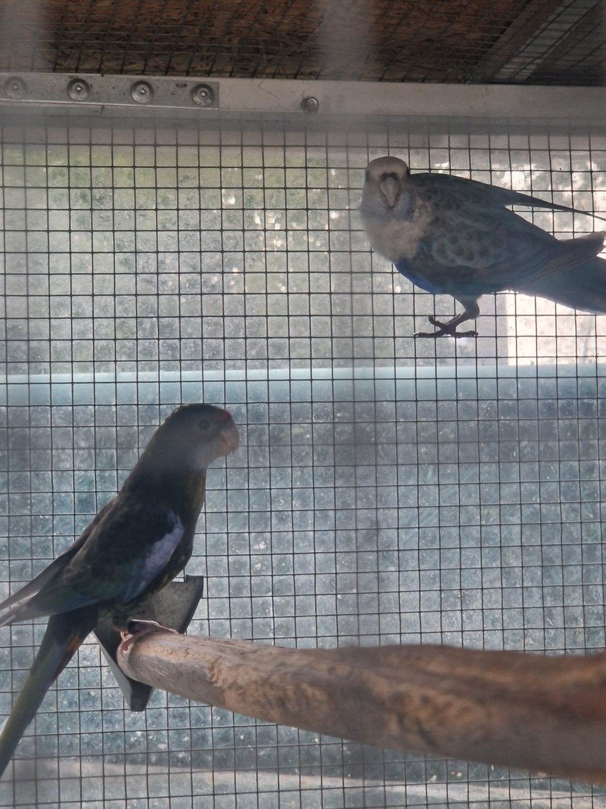 rosella, Meerdere dieren, Parkiet, Geringd