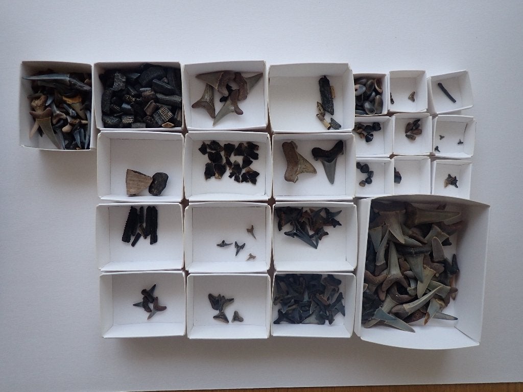dents de requin, Collections, Enlèvement ou Envoi, Fossile