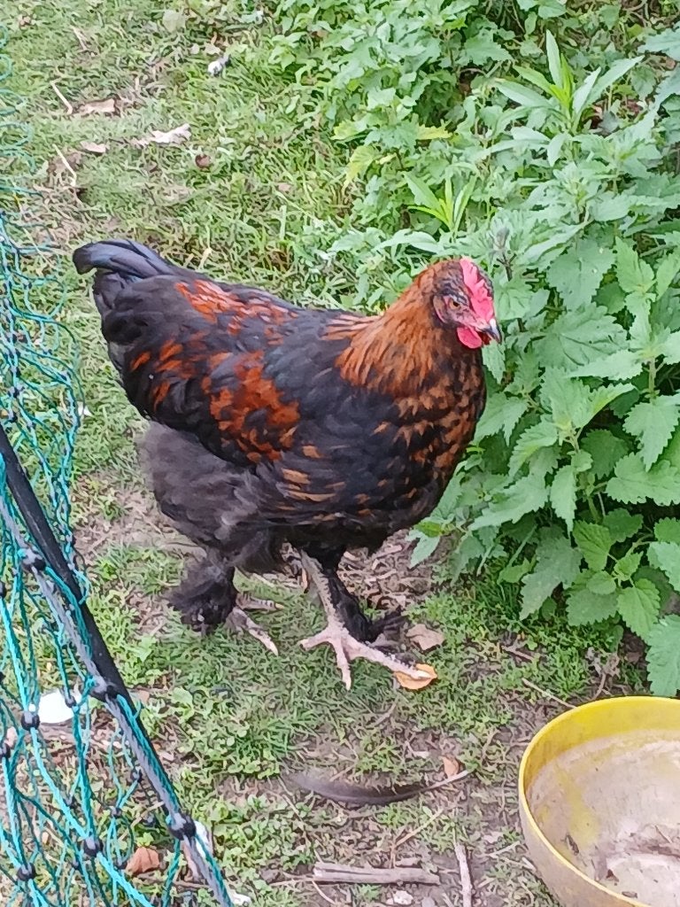 Jonge Haan, Dieren en Toebehoren, Pluimvee, Mannelijk, Kip