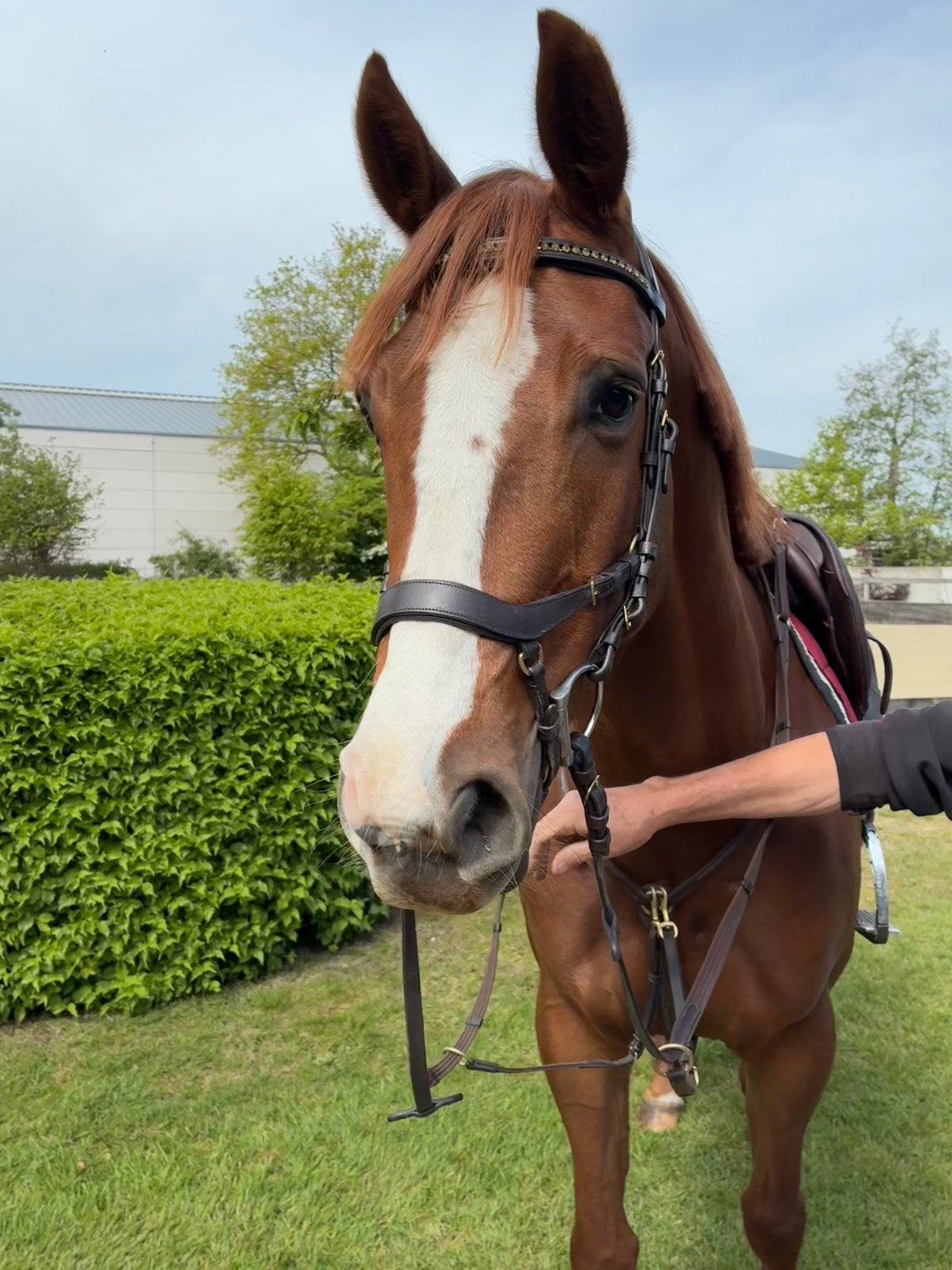 Prachtige zangersheide merrie, Dieren en Toebehoren, Merrie, Springpaard, Minder dan 160 cm, 3 tot 6 jaar