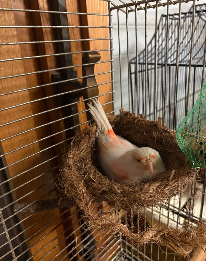 Poupée Canary, Femelle, Oiseau de proie, Bagué