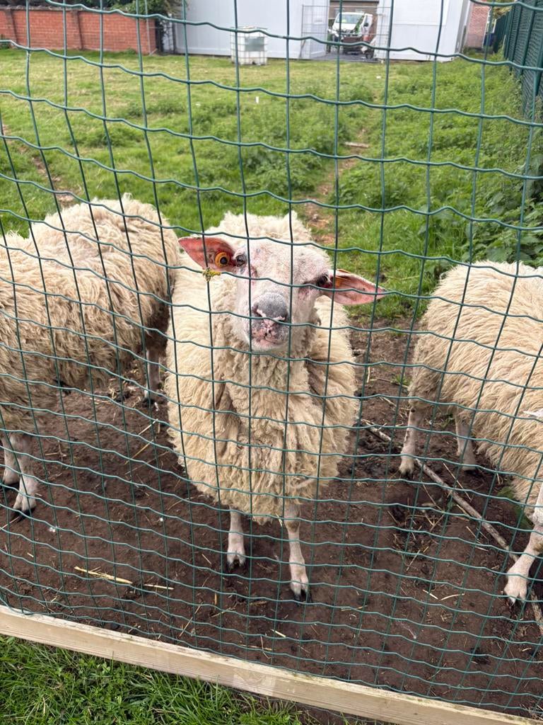 Mooie gezonde ram te koop!, Dieren en Toebehoren, Schapen, Geiten en Varkens, Mannelijk, Schaap, 0 tot 2 jaar