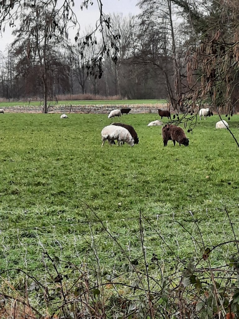 weide landbouwgrond ( 55 are.), Immo, Hamont Achel, Verkoop zonder makelaar, 1500 m² of meer