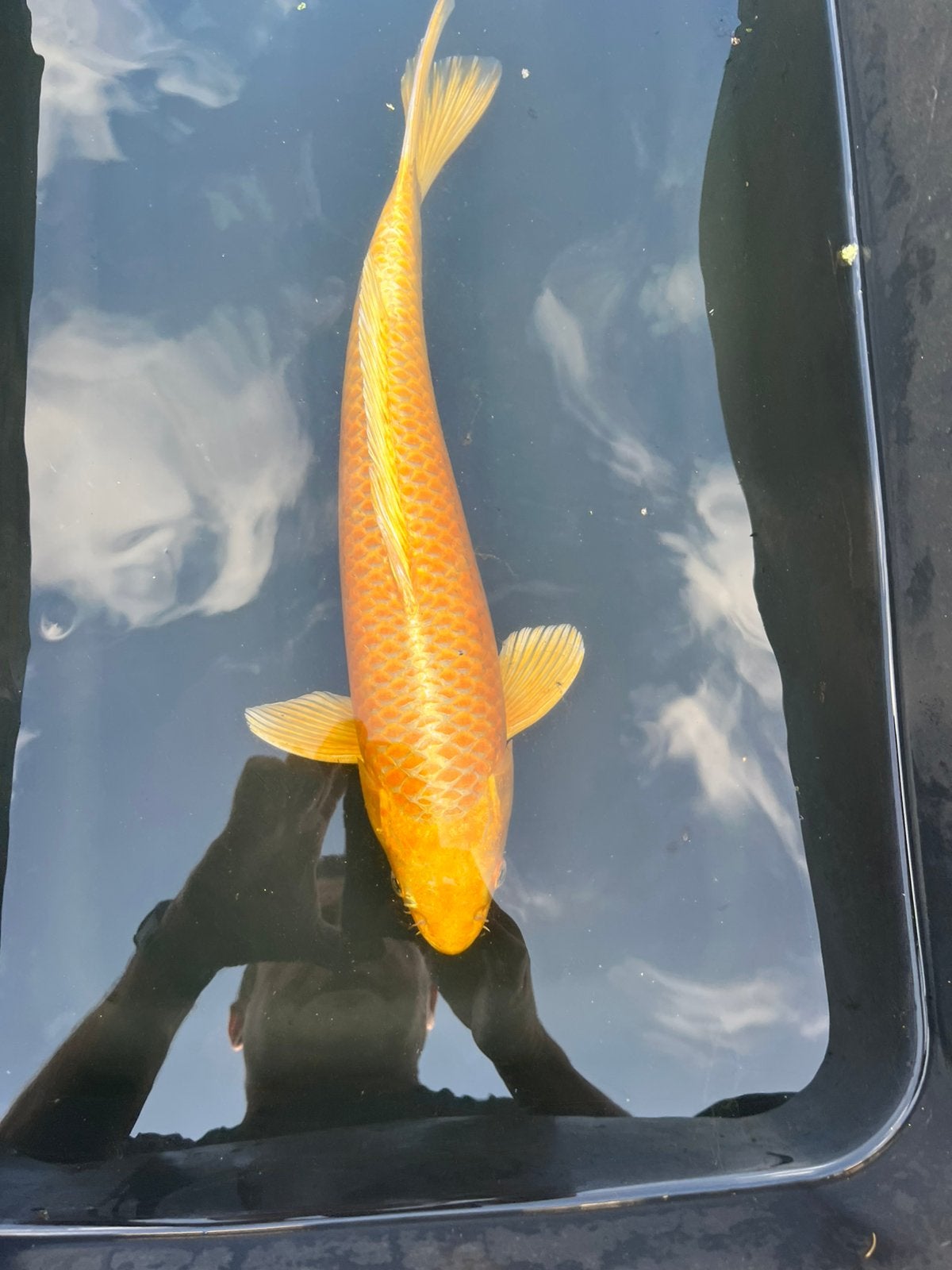 Japanse koi (43 cm - uitdunnen bestand), Carpe ou Koï