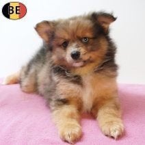 Sptiz — De petits trésors pleins de charm à vendre, Commerçant, Loulou, Maladie de Carré (chiens), 8 à 15 semaines