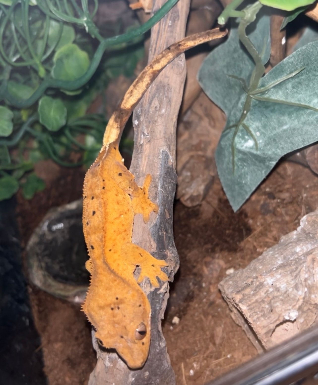 Mooie wimpergekko, Dieren en Toebehoren, Overige soorten, 0 tot 2 jaar