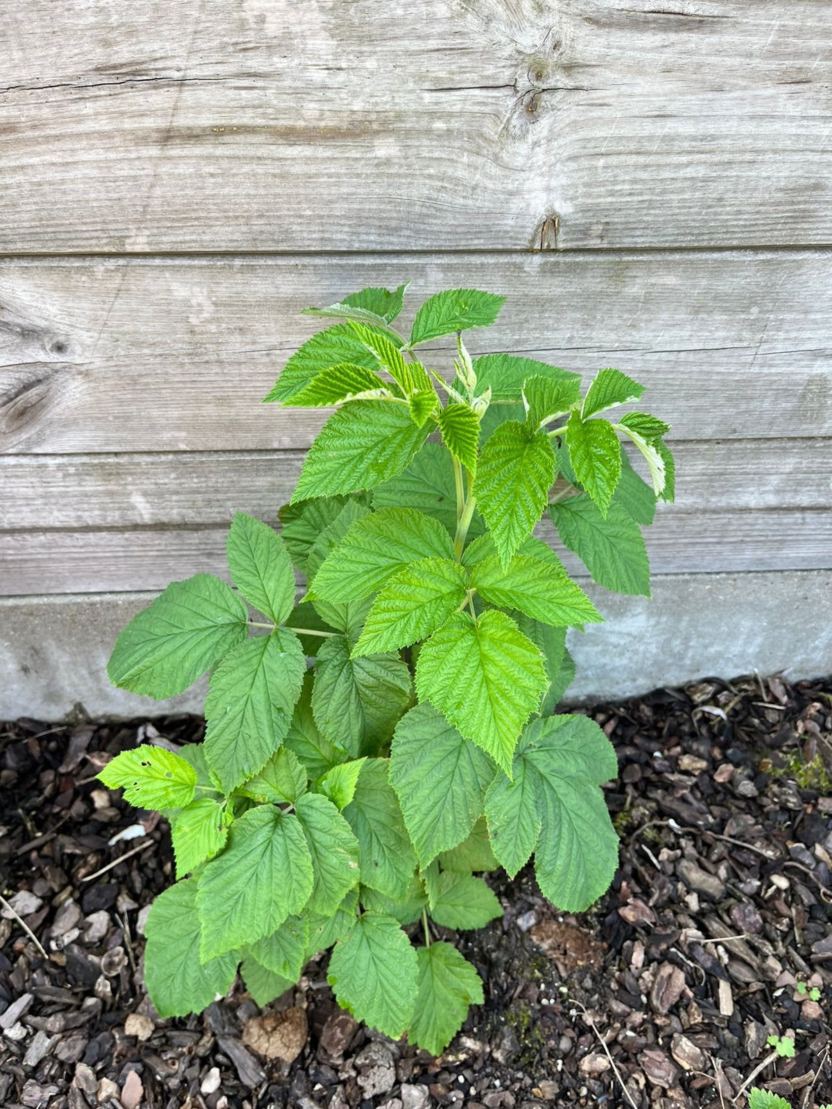 Framboos doornloos, Tuin en Terras, Planten | Tuinplanten, Ophalen