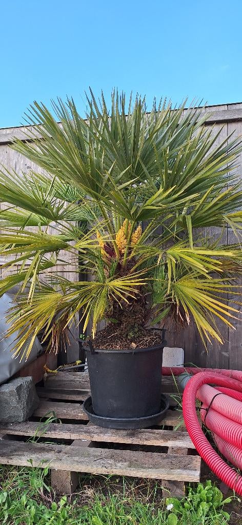 Mexicaanse waaierpalm, Tuin en Terras, Volle zon, Vaste plant, Lente, Ophalen