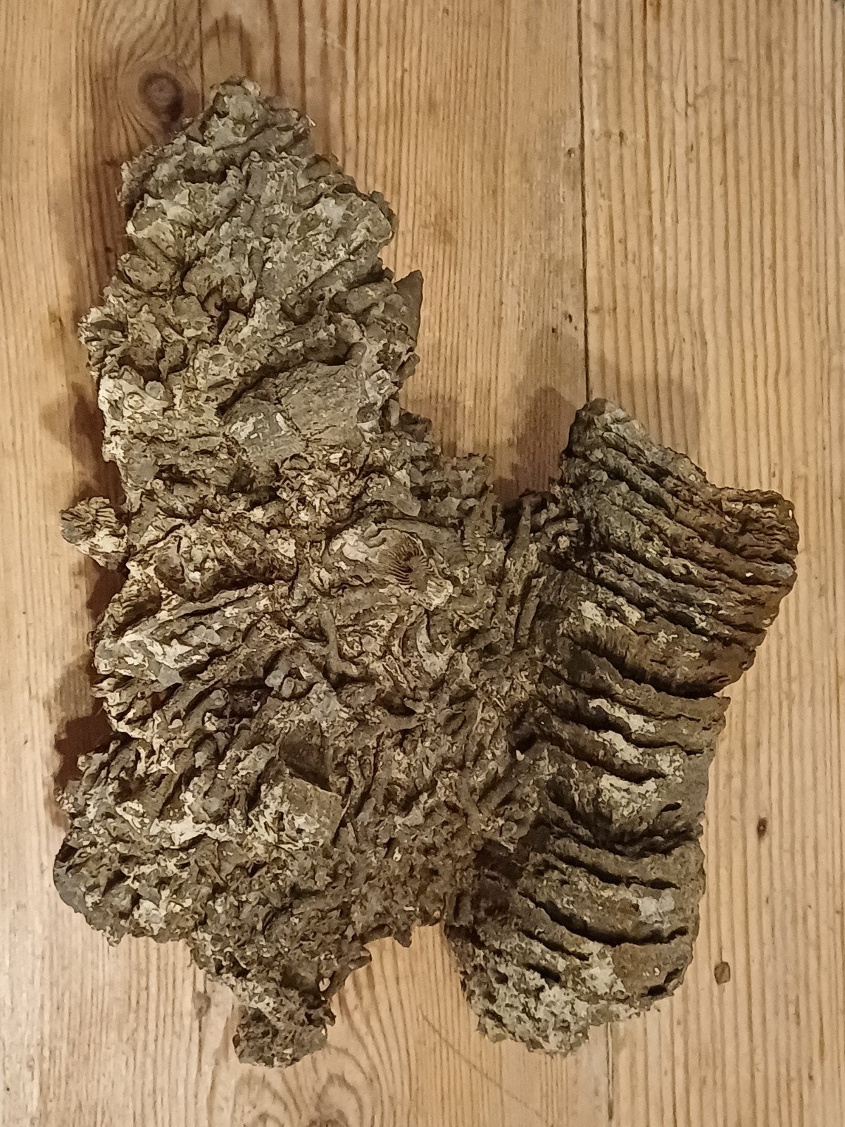 gros bloc brut avec des nénuphars fossiles, des crinoïdes et, Enlèvement ou Envoi, Fossile