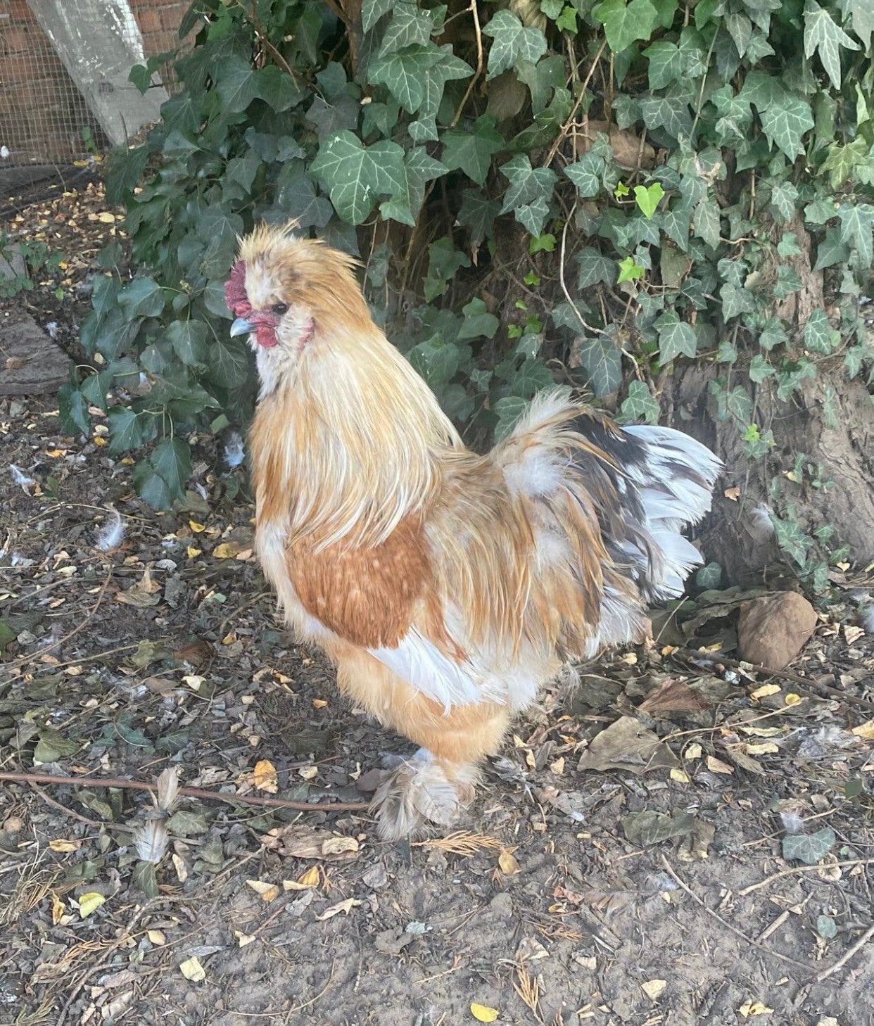 Zijdehoenen 1 haan + 3 hennen, Dieren en Toebehoren, Kip