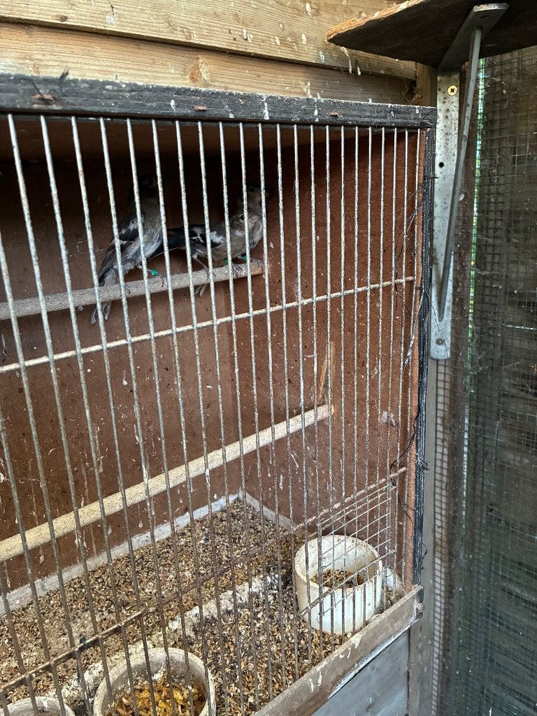 Botvinken poppen, Dieren en Toebehoren, Ophalen, Nieuw, Overige typen
