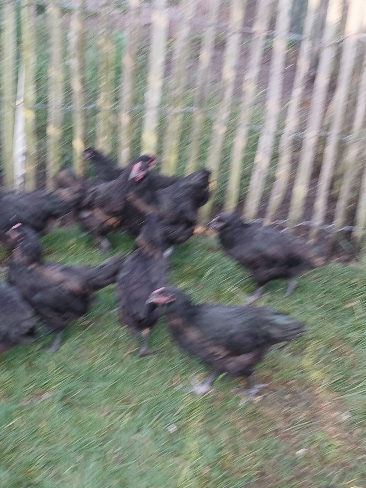 australorp kippen, Poule ou poulet