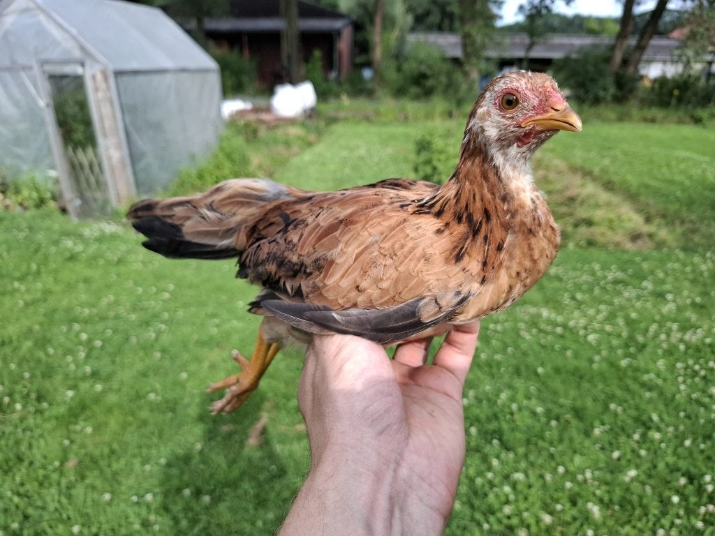 Jonge kippen, Meerdere dieren, Kip