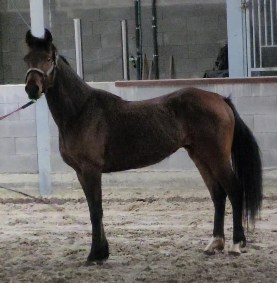 Onbeleerde ruin, Dieren en Toebehoren, Pony's, Ruin, E pony (1.48m - 1.57m), 3 tot 6 jaar