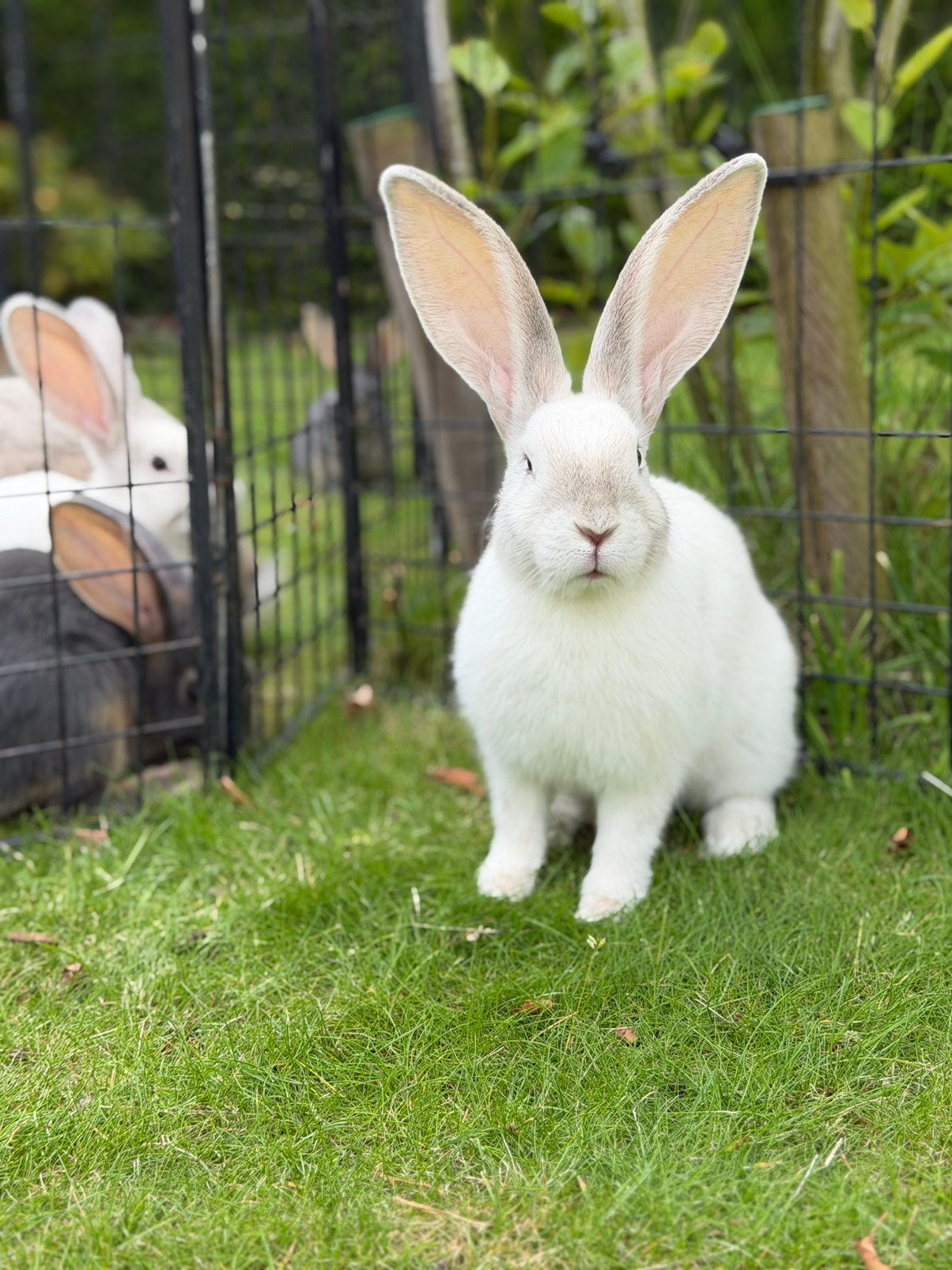 Duitse reus 3 maanden, Dieren en Toebehoren