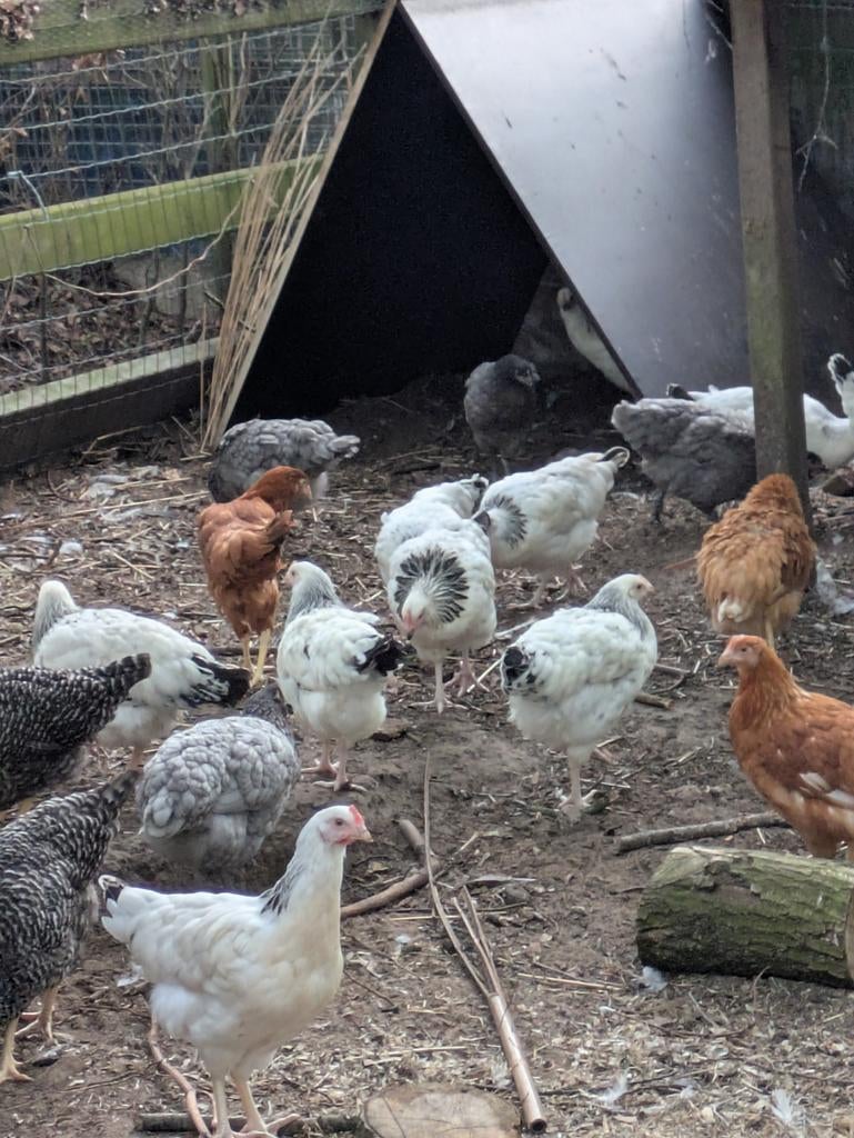Sussex legkippen, Dieren en Toebehoren