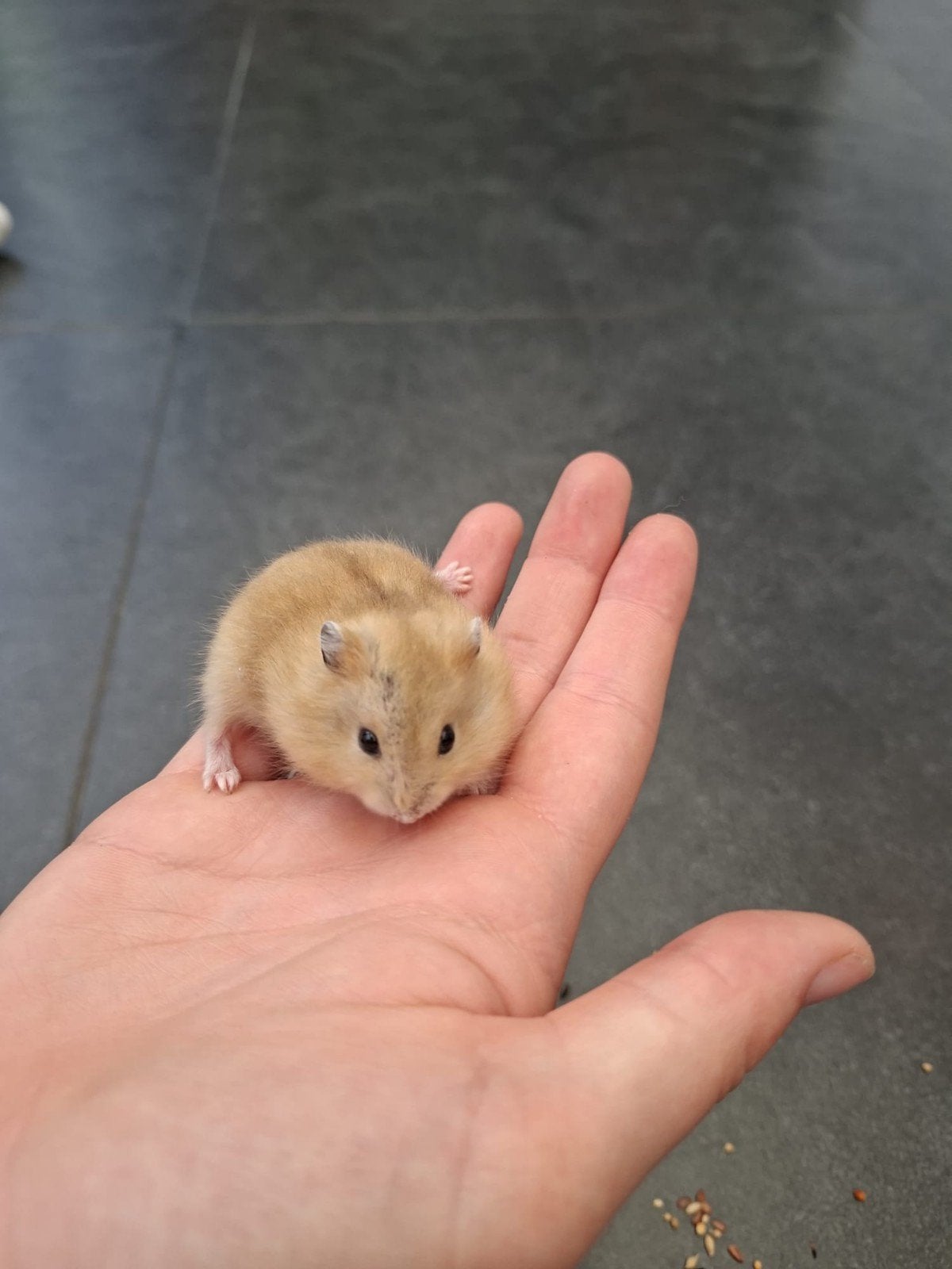 Jeune hamster nain russe, Hamster, Mâle, Domestique, Juillet