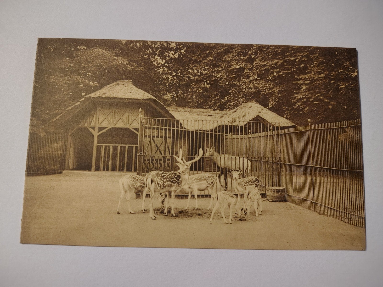 Antwerpen Zoo Gevlekte Damherten., Ophalen of Verzenden, Antwerpen