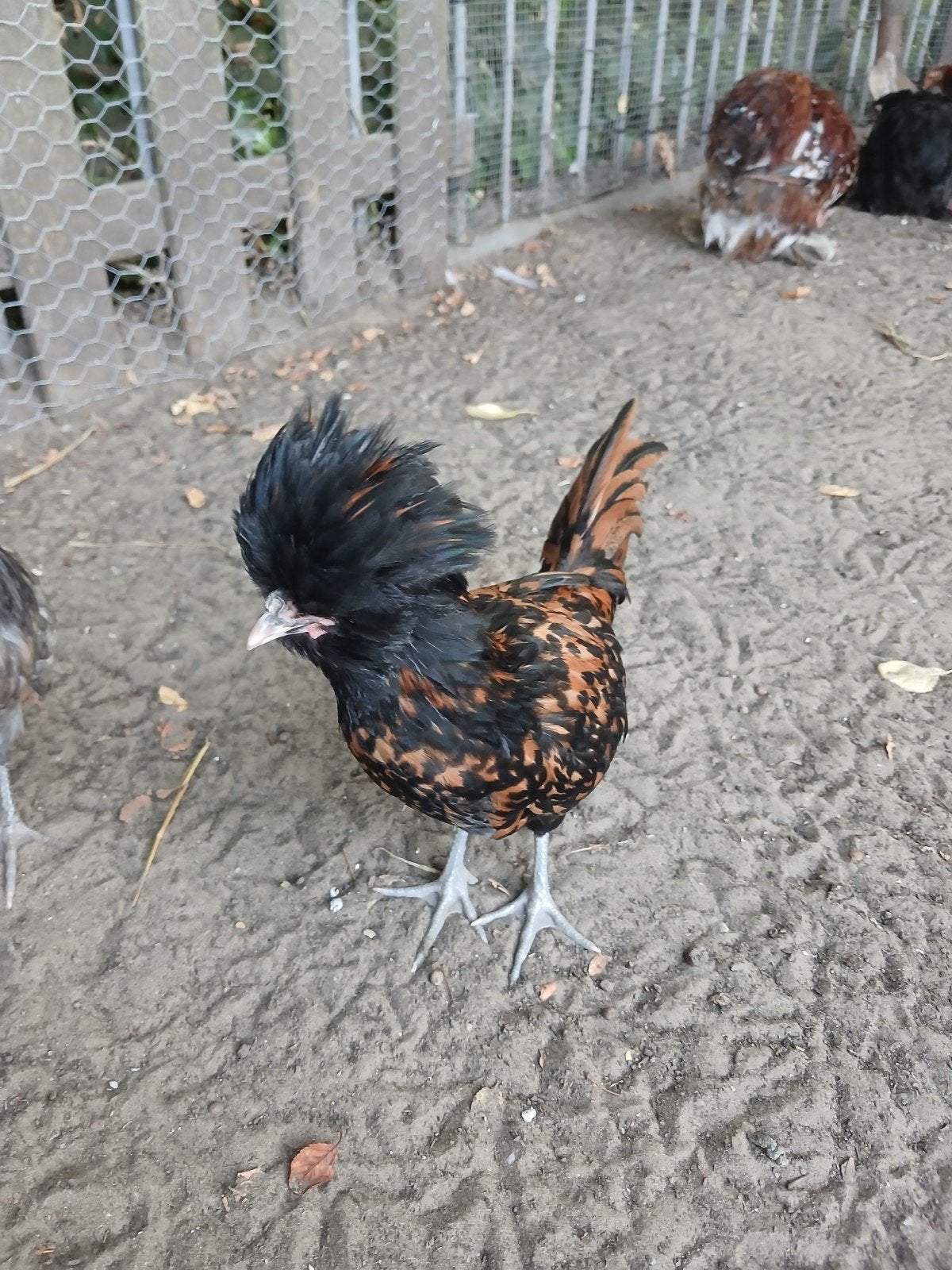 Paduas, Dieren en Toebehoren, Pluimvee