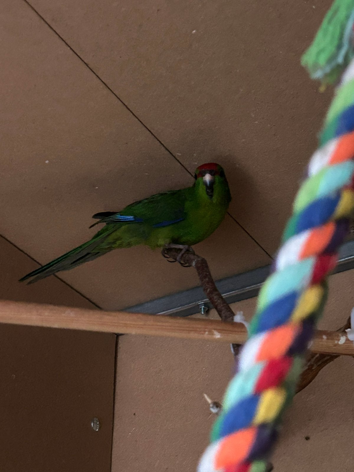 Kakariki