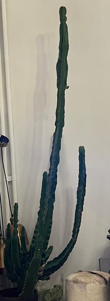 Grande cactus, Enlèvement ou Envoi, Cactus