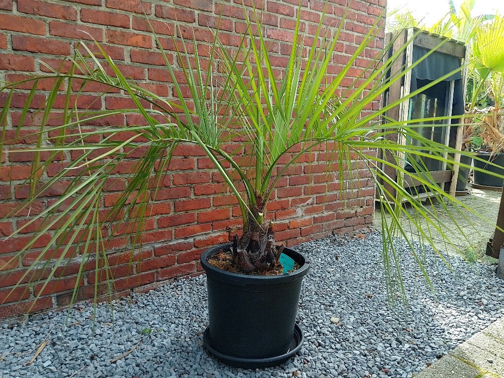 Butia capitata, Enlèvement, Plante fixe, Autres espèces, Plein soleil