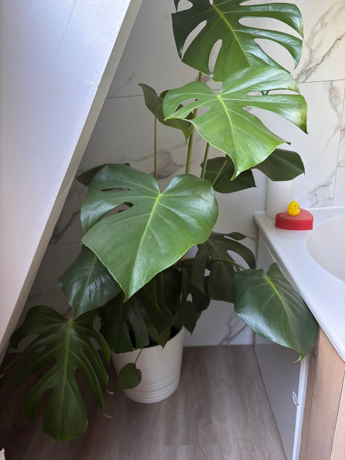 Plant zonder pot, Ophalen