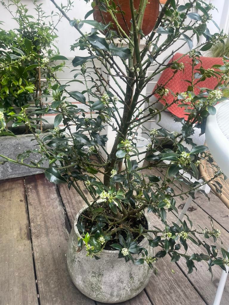 Plant met pot, Ophalen