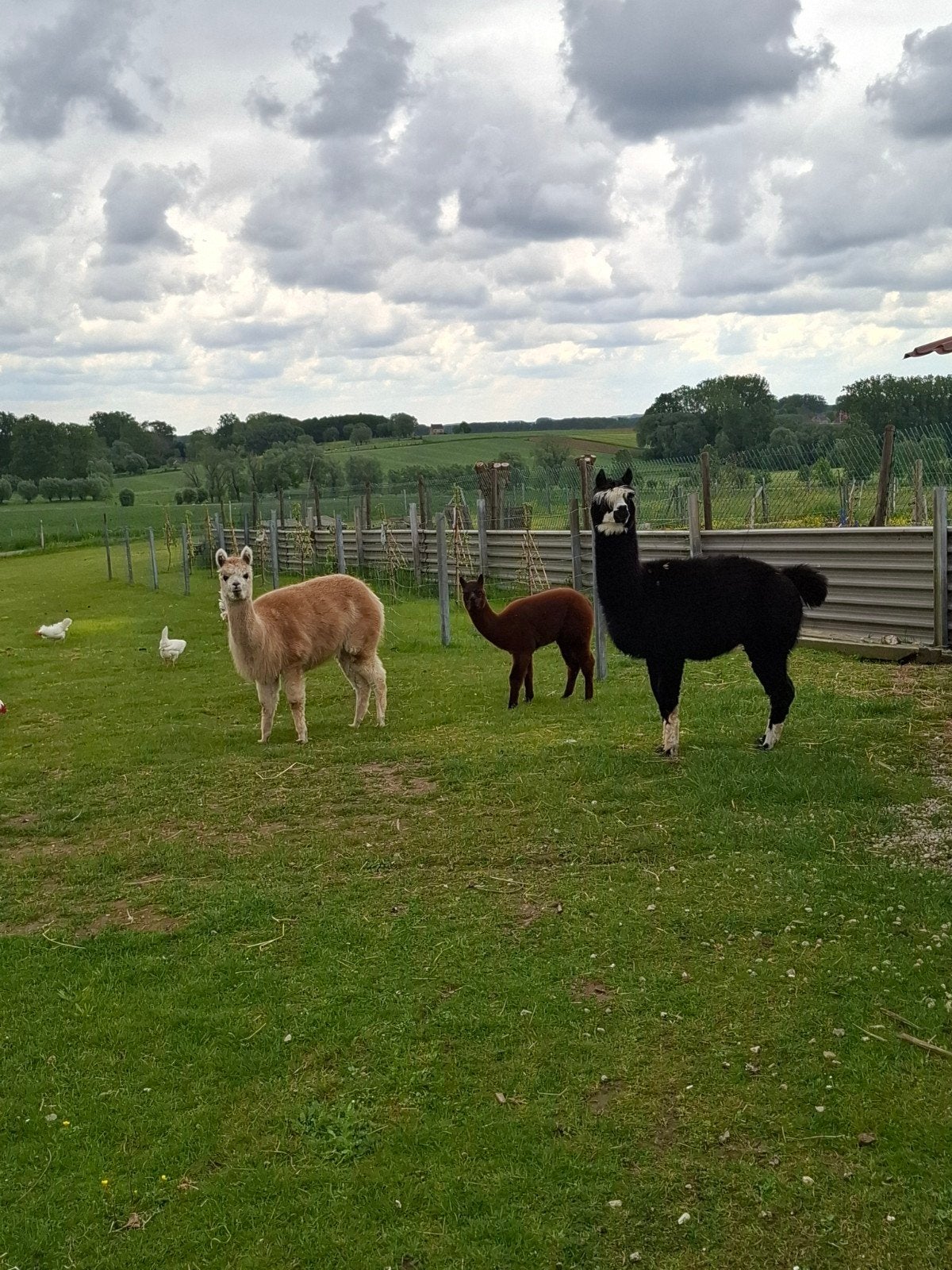 Alpaca's, Janvier, Plusieurs animaux