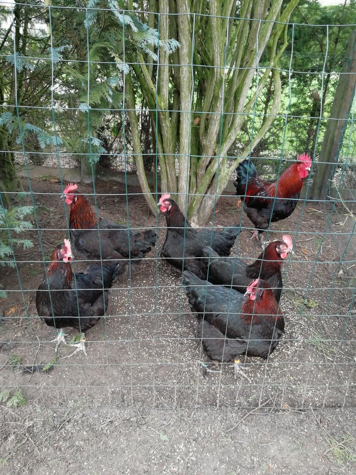 Marans à col cuivré noirs en train de pondre