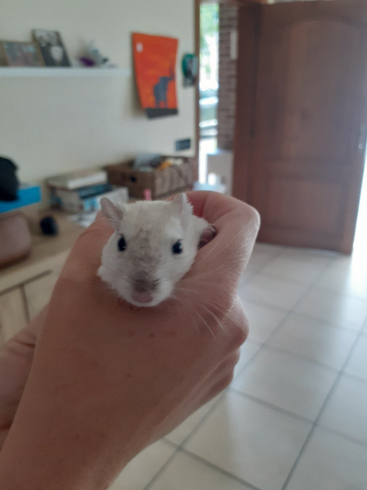 Witte mannelijke gerbil, Animaux & Accessoires, Rongeurs, Janvier, Mâle, Autres types