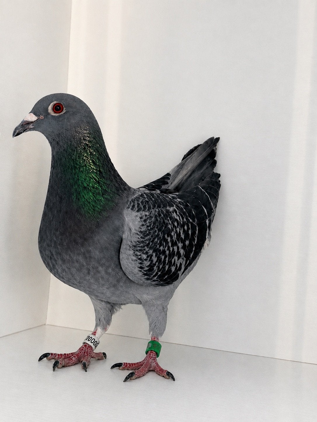 Duiven te koop