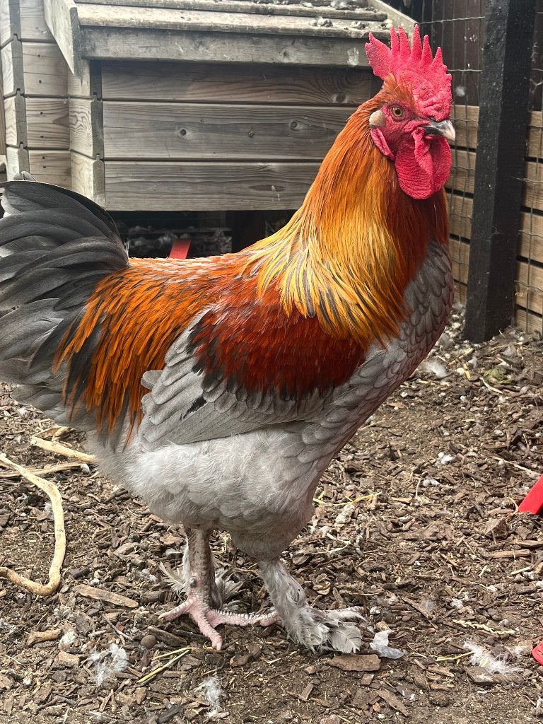 Marans haan, Mâle, Poule ou poulet