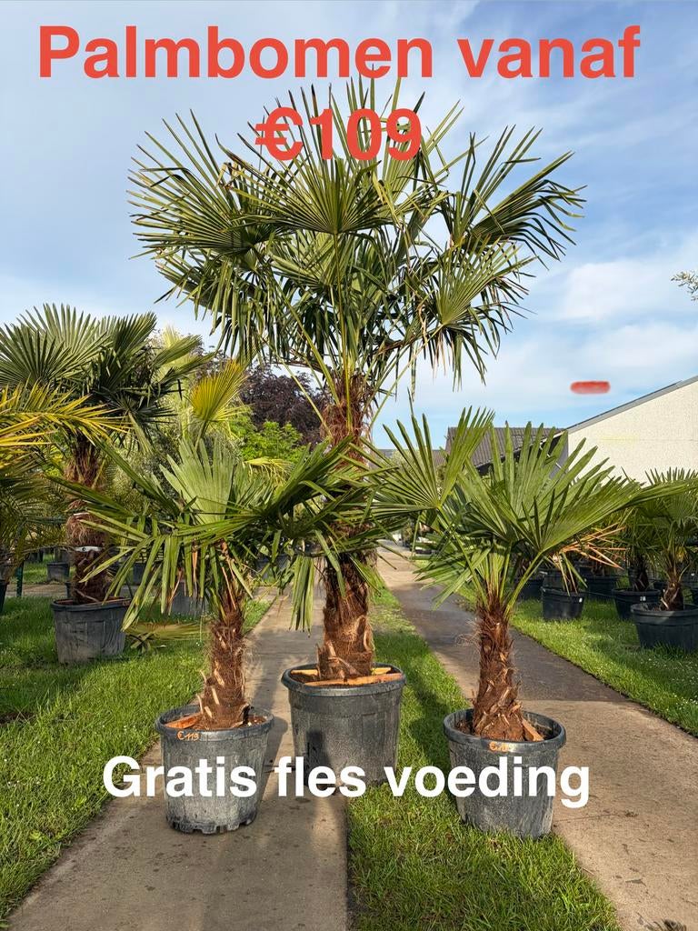 ‼️Gratis voeding bij aankoop van €100 bij PROMOplant‼️, Tuin en Terras, Ophalen