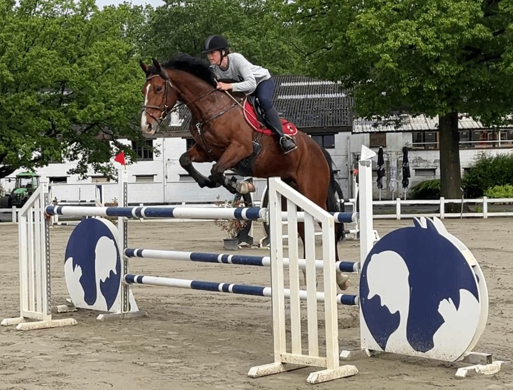 springpaard, Dieren en Toebehoren, Paarden, Springpaard, Met stamboom, Ruin, Niet van toepassing
